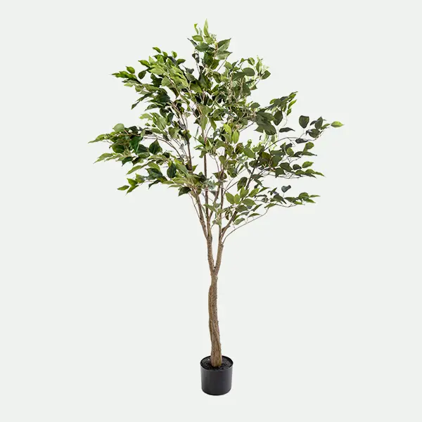 Árbol De Ficus Con Base 150Cm Ve.