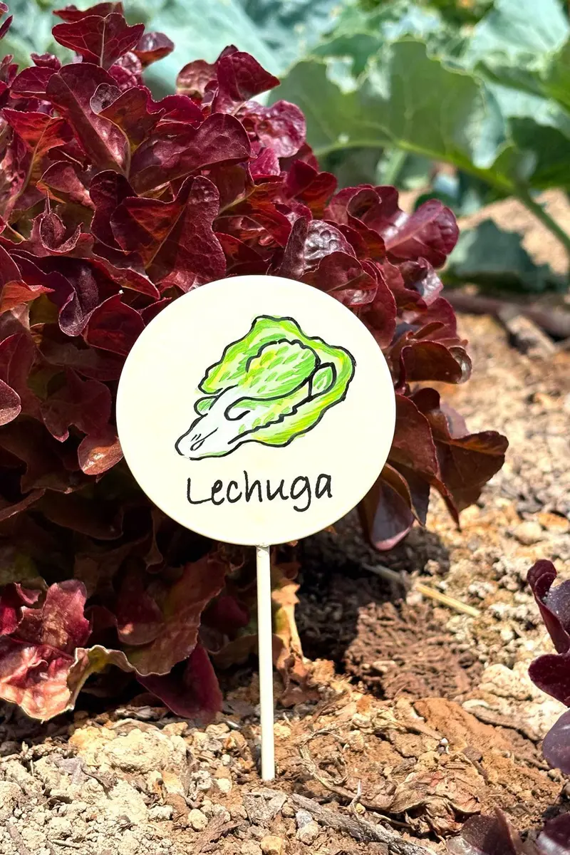Cartel Para Plantas De Jardín Lechuga