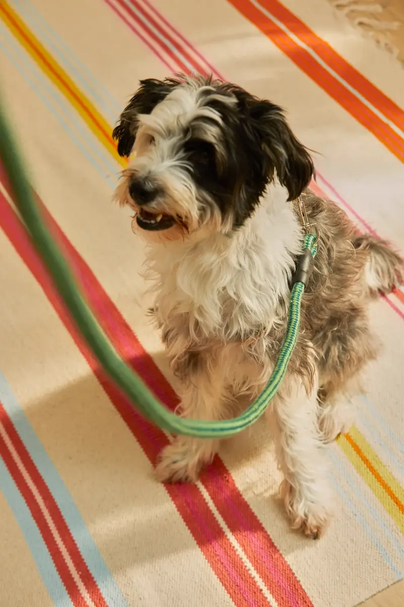 Correa para mascotas verde Buby