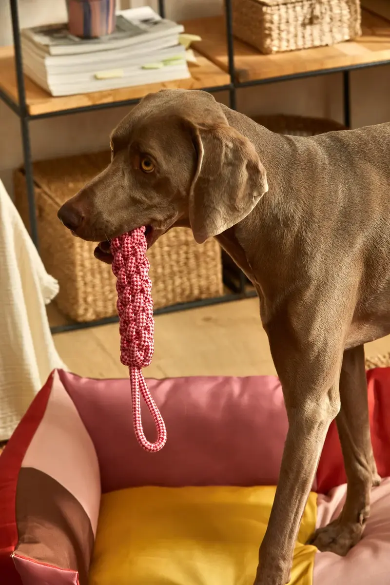 Juguete para mascotas con tirador cuerda rosa Buby