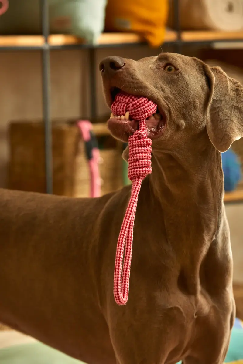 Juguete para mascotas con tirador pelota rosa Buby