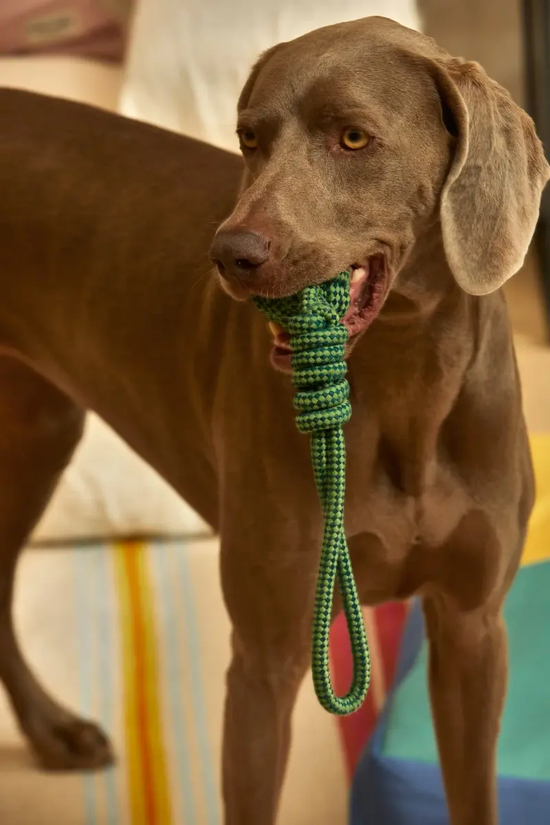 Juguete para mascotas con tirador pelota verde Buby