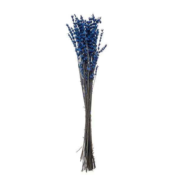 Lavanda