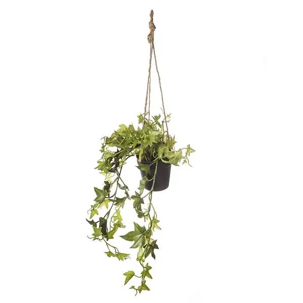Maceta Hiedra Colgante 67cm Ve.