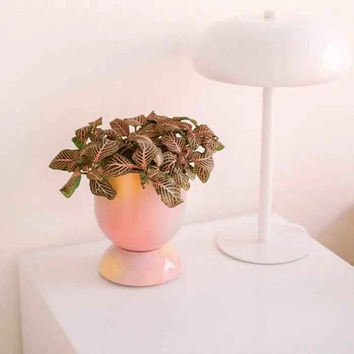 Maceta Miniplanta Euphoria