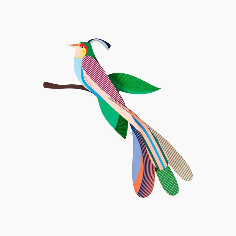 Paradise Bird - Maya