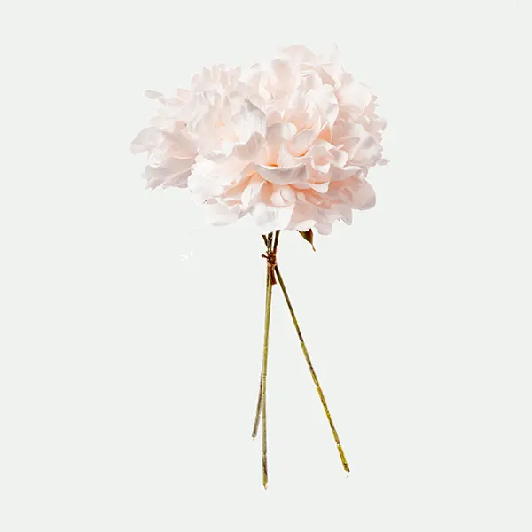 Peony bunle