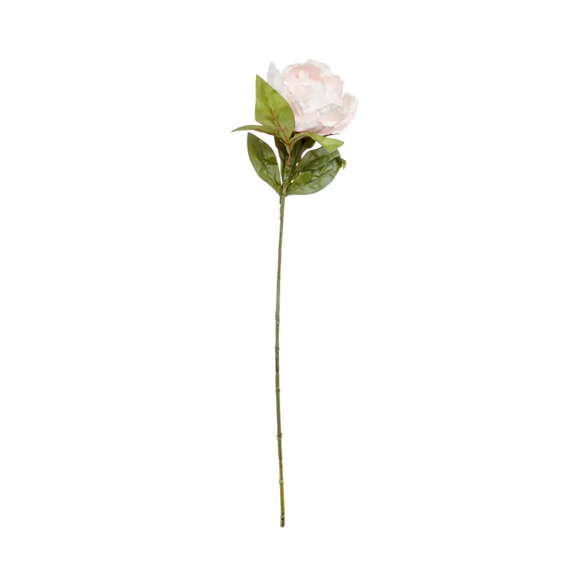 Peony