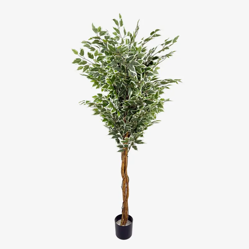 Planta artificial ficus variegata H180