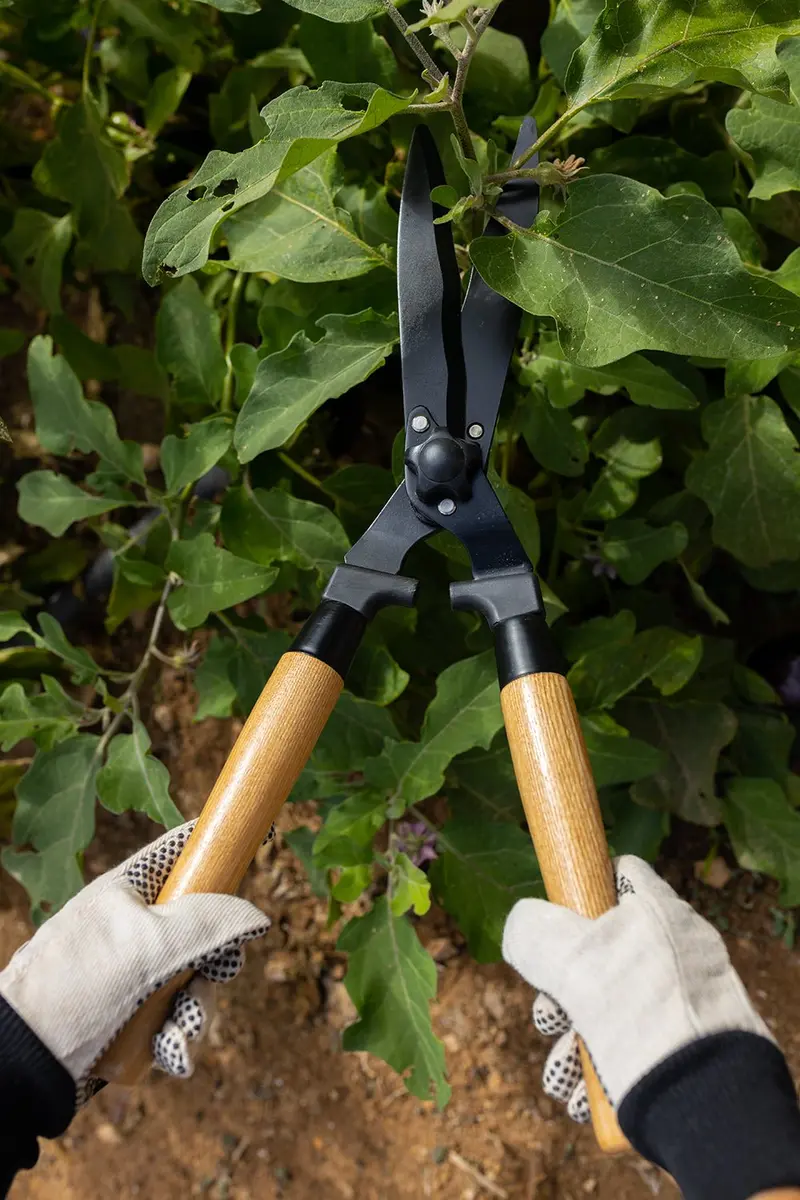 Tijeras Cortasetos De Acero Y Madera