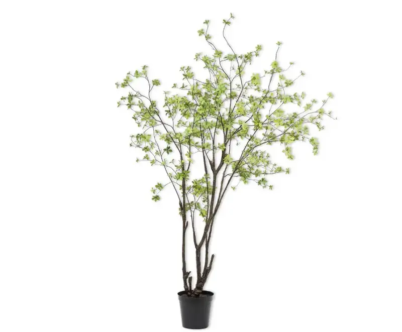 Tree Bucida